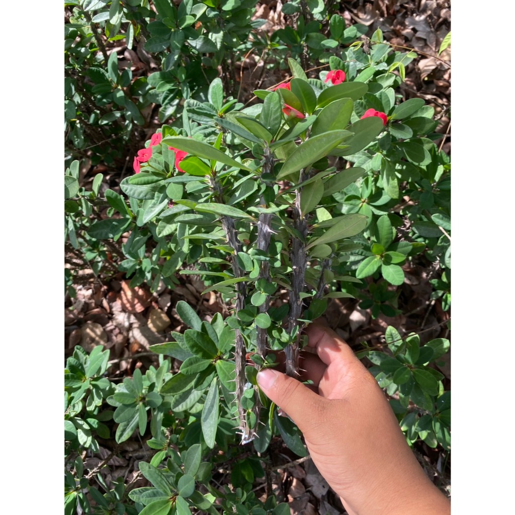 กิ่งโป๊ยเซียน Crown of Thorns