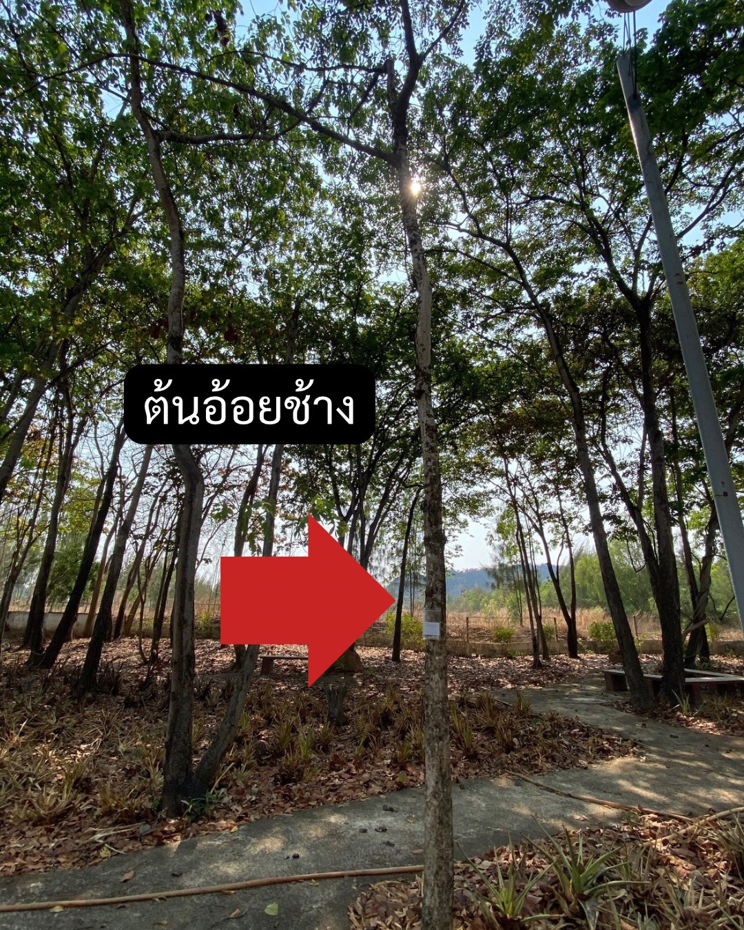 ต้นอ้อยช้าง Lannea coromandelica (Houtt.) Merr