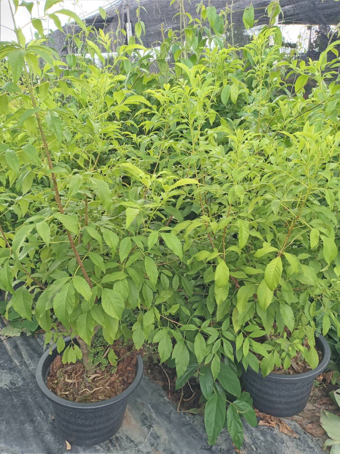 ทองอุไร Yellow elder