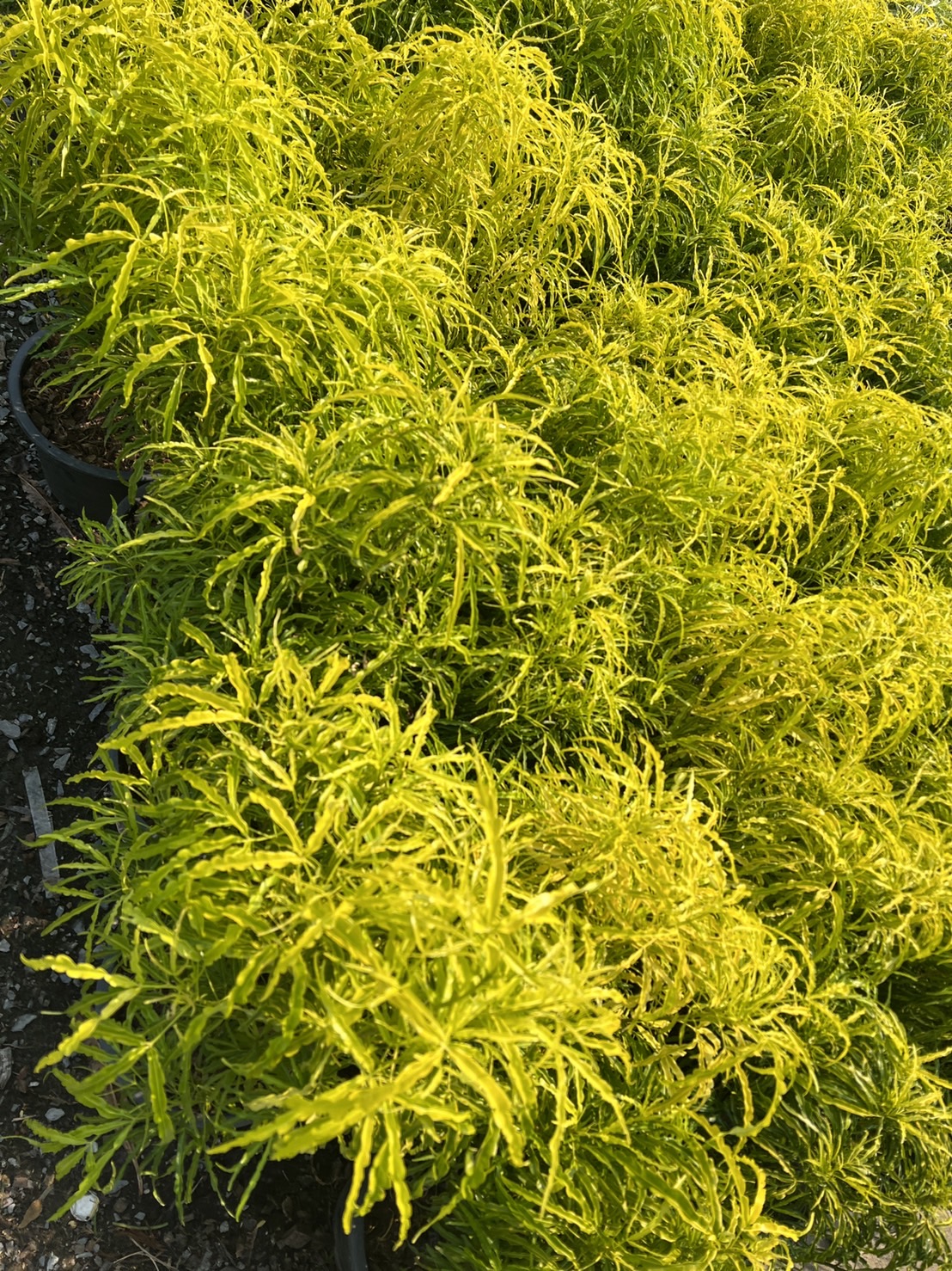 โกสนแส้ม้า Croton