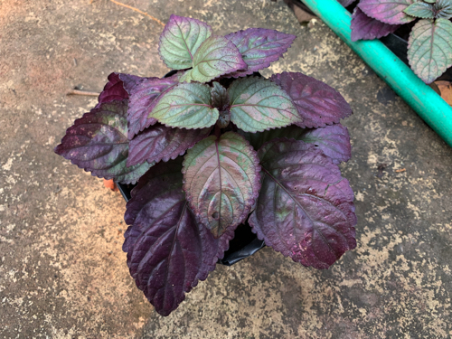 ดาดตะกั่ว Red Flame Ivy