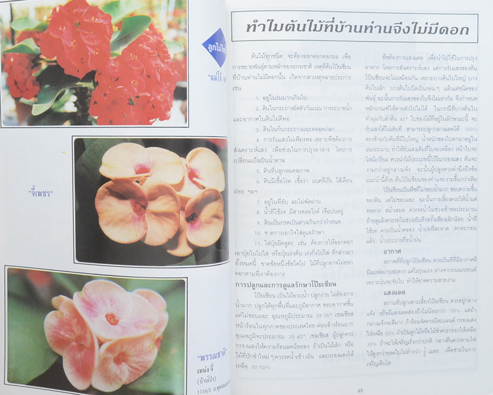 โป๊ยเซียน ไม้มงคล