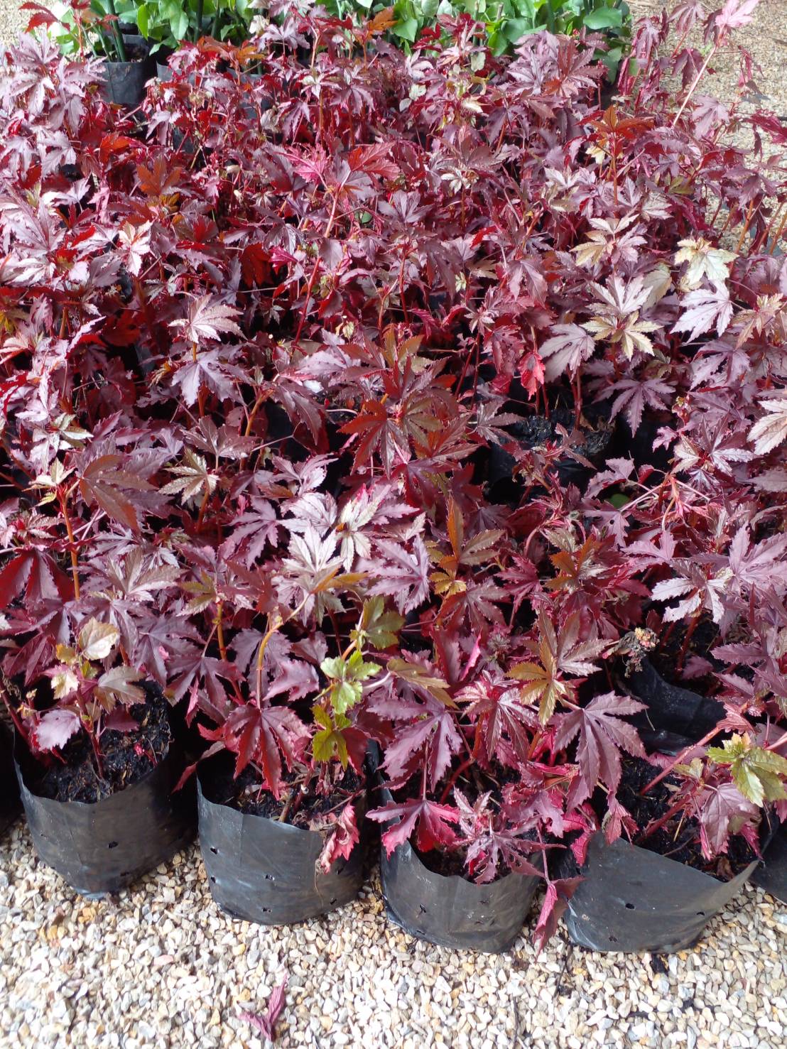 ชบาเมเปิ้ล Cranberry hibiscus ไม้พุ่ม ดอกไม้ทานได้