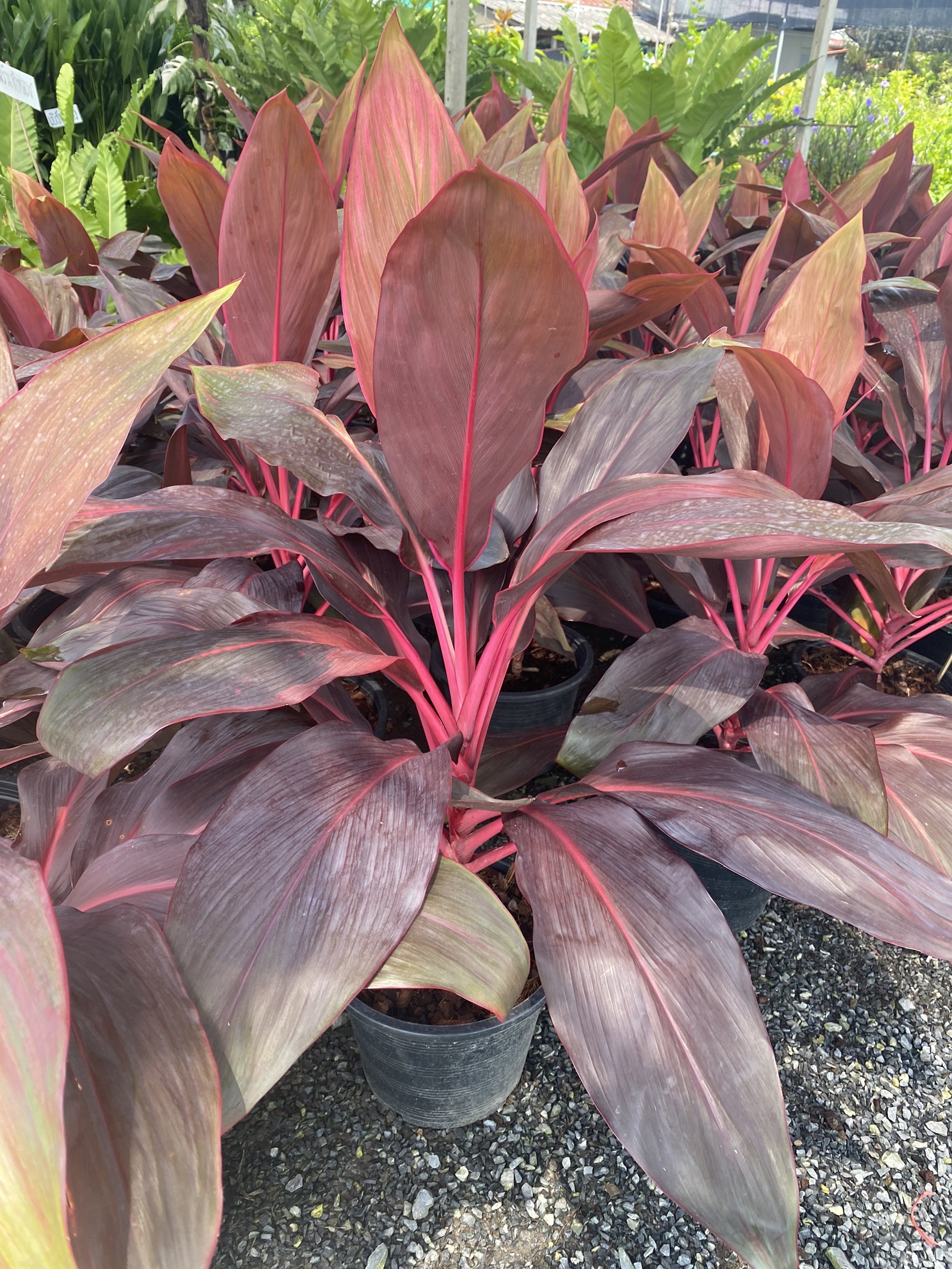 หมากผู้หมากเมีย Cordyline