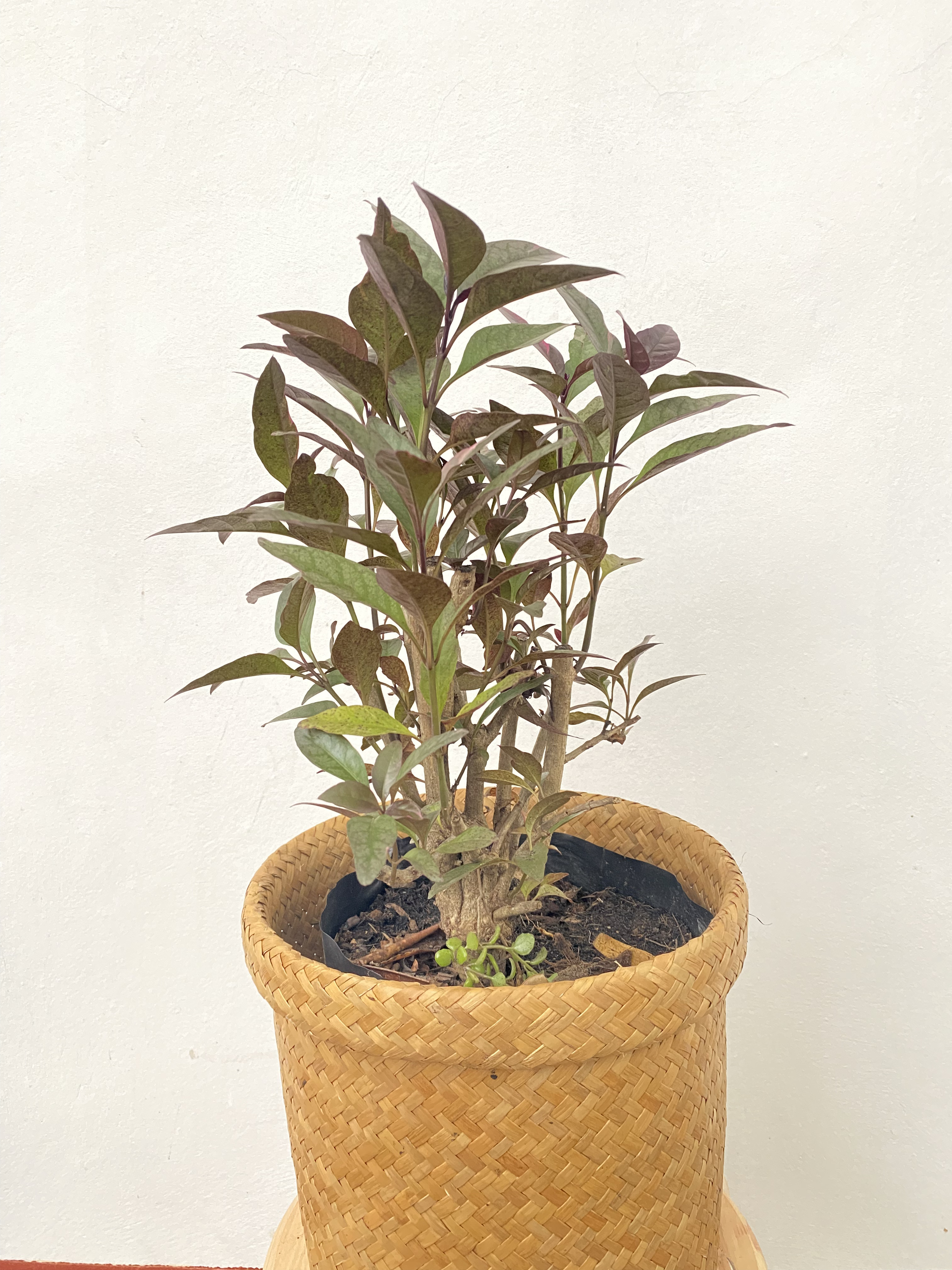 ใบเงิน ใบทอง ใบนาค ใบชมพู Caricature plant ไม้พุ่ม ไม้ประดับ ไม้มงคล