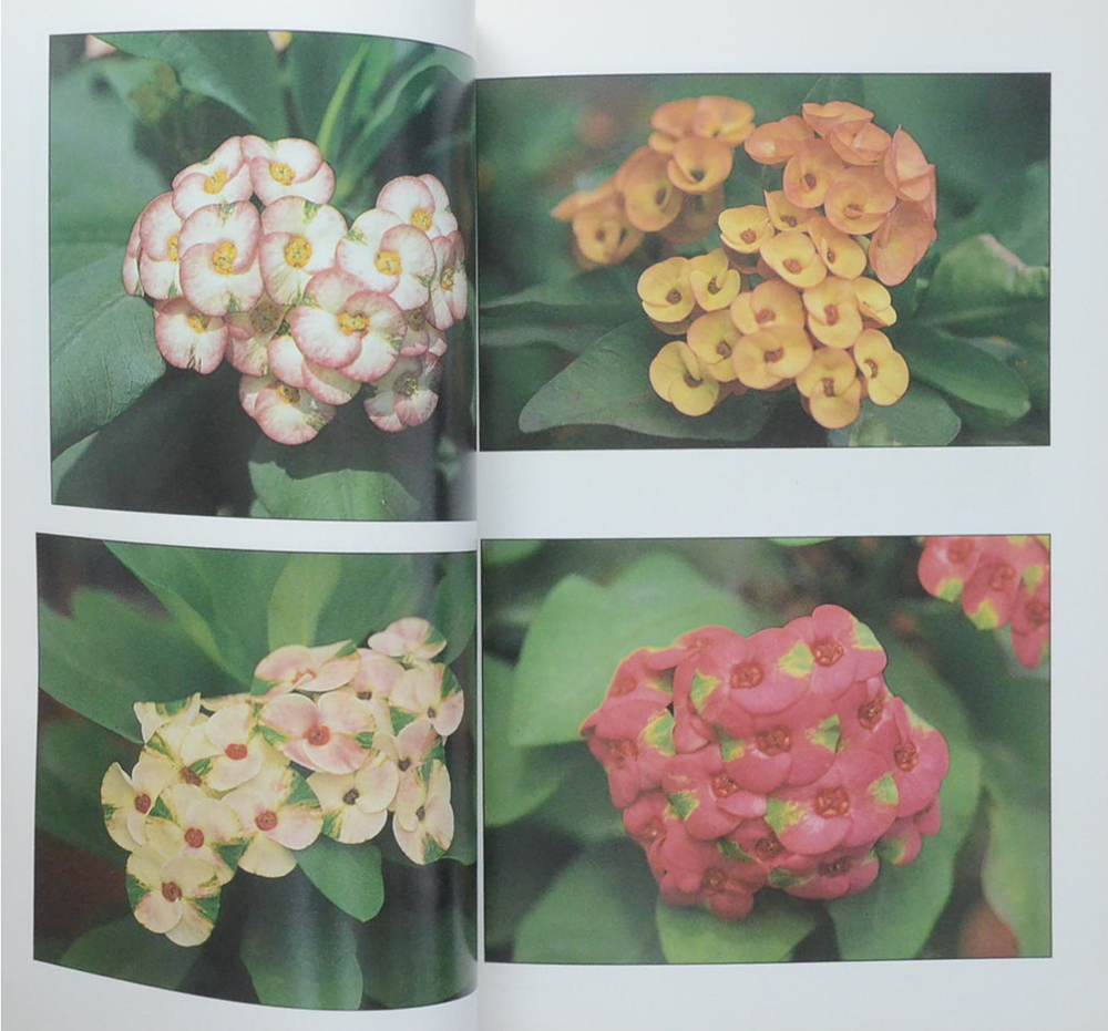 โป๊ยเซียน ไม้ยอดนิยม