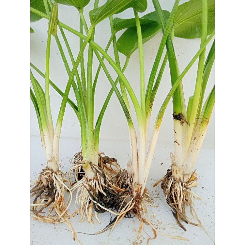 (กิ่งพร้อมราก) ต้นบัวอเมซอน ดอกสีขาว Creeping burhead ไม้น้ำ