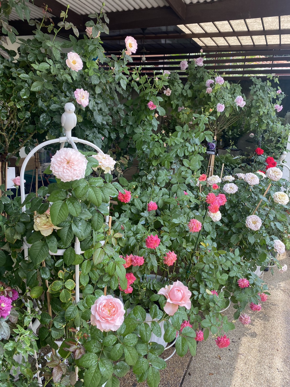 👍สบู่กำมะถัน 280/400ml กำจัดไรแดง ราแป้ง เพลี้ย แบคทีเรีย ดอกสีสดใบสวยหนาเขียว ขวดบีบ/ขวดปั๊ม ใช้ง่าย