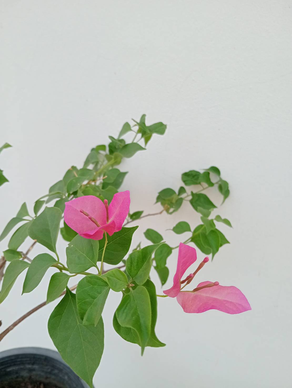 ต้นเฟื่องฟ้า Bougainvillea