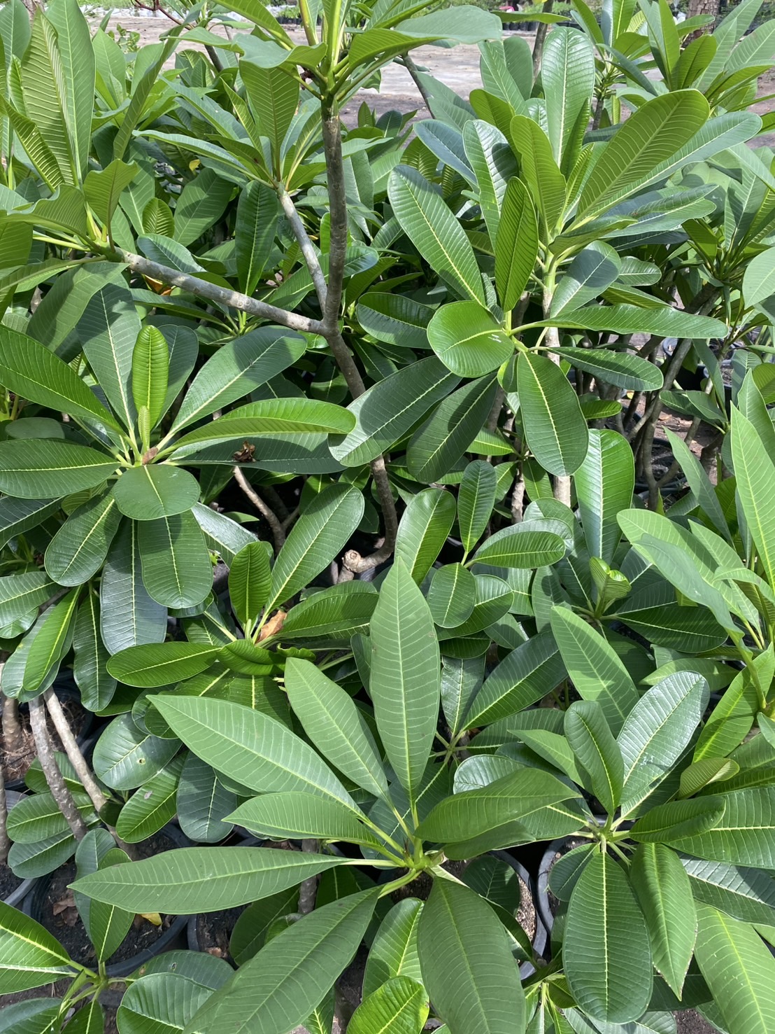 ต้นลีลาวดีชมพูเข้ม / ขาว Frangipani