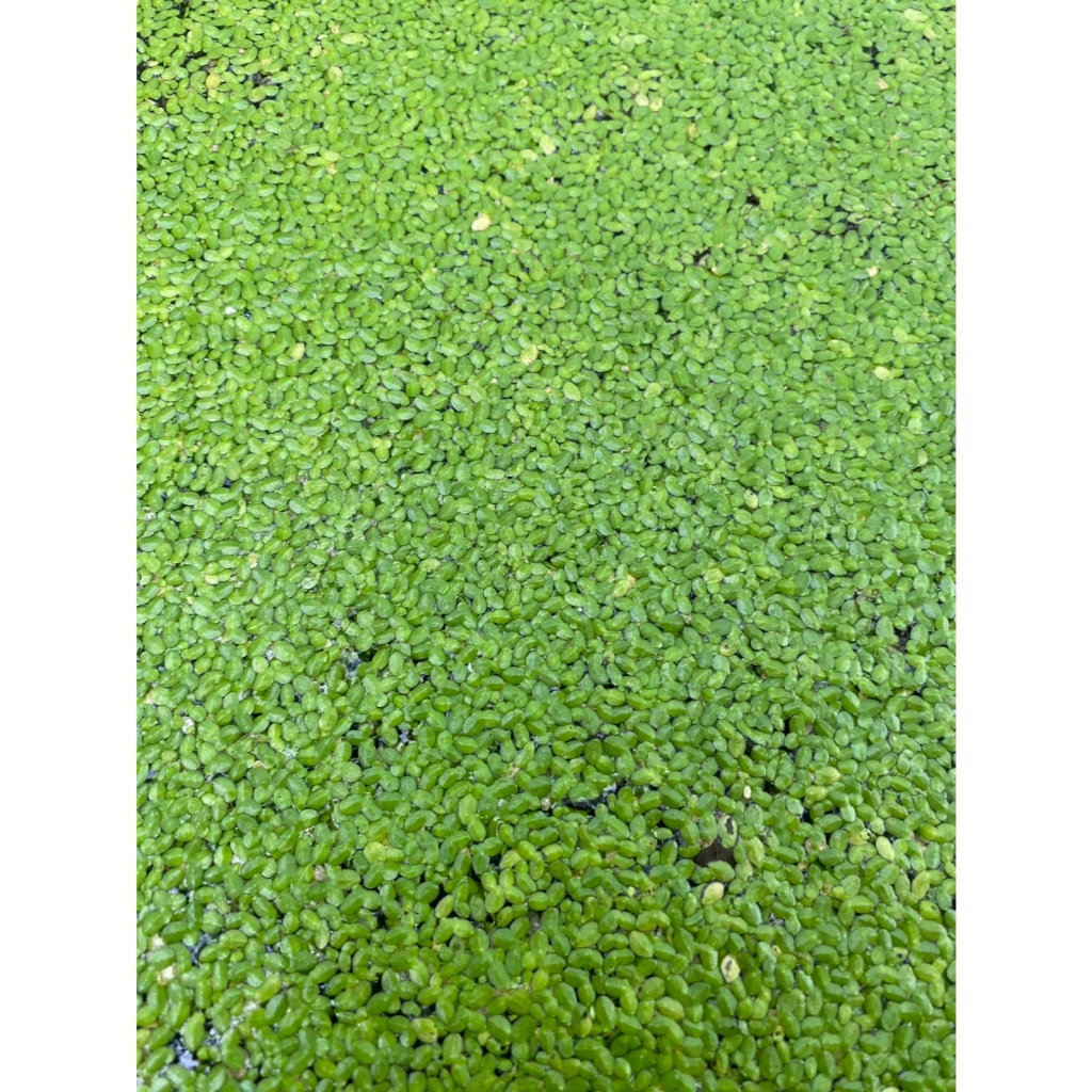 แหนเป็ดเล็ก Lemna perpusilla Torr.