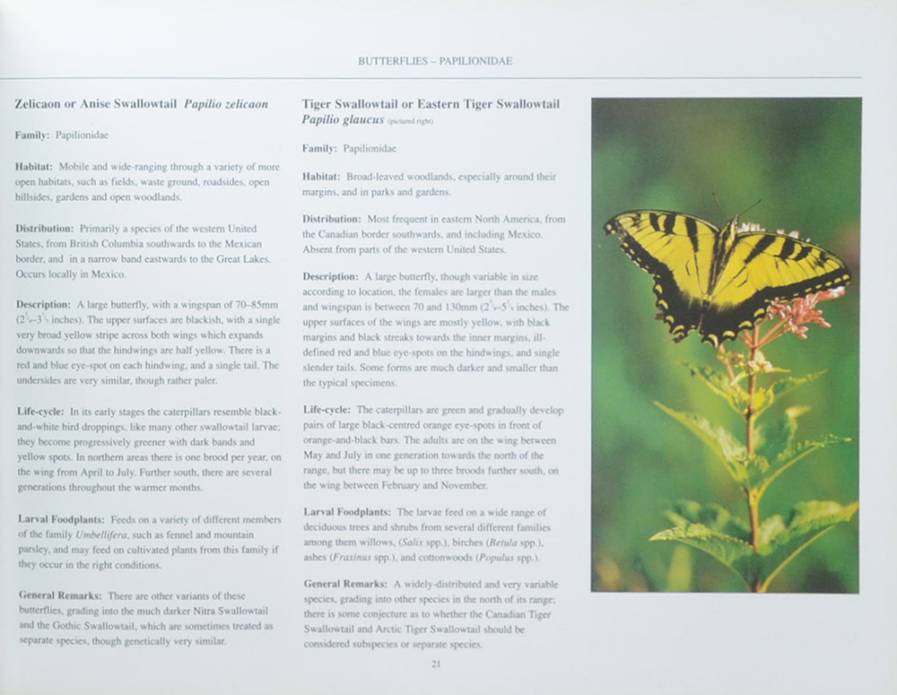 The Fascinating World of Butterflies & Moths