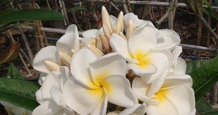 ต้นลีลาวดี ขาวกันจะมาพร ต้นลั่นทม Plumeria ruba