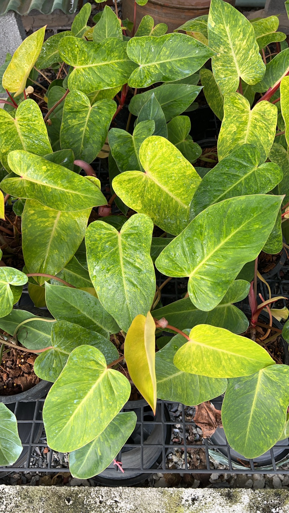 ฟิโลเดนดรอน เพ้นท์ เลดี้ Philodendron painted lady