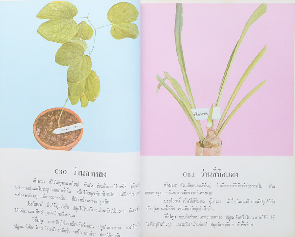 ว่านและไม้มงคล 300 ชนิด ฉบับมาตรฐาน เพิ่มเติมโกสนไทย