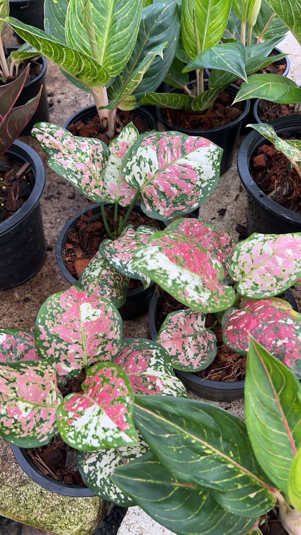 อัญมณี 3 สี Aglaonema tri color