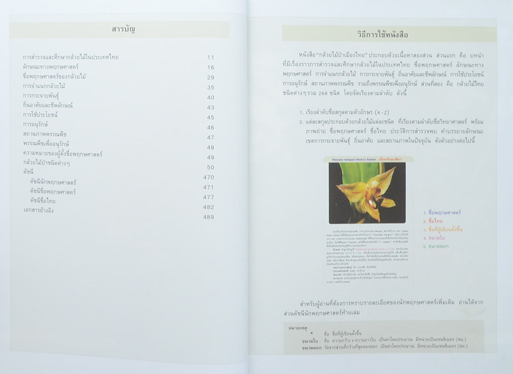 กล้วยไม้ป่าเมืองไทย