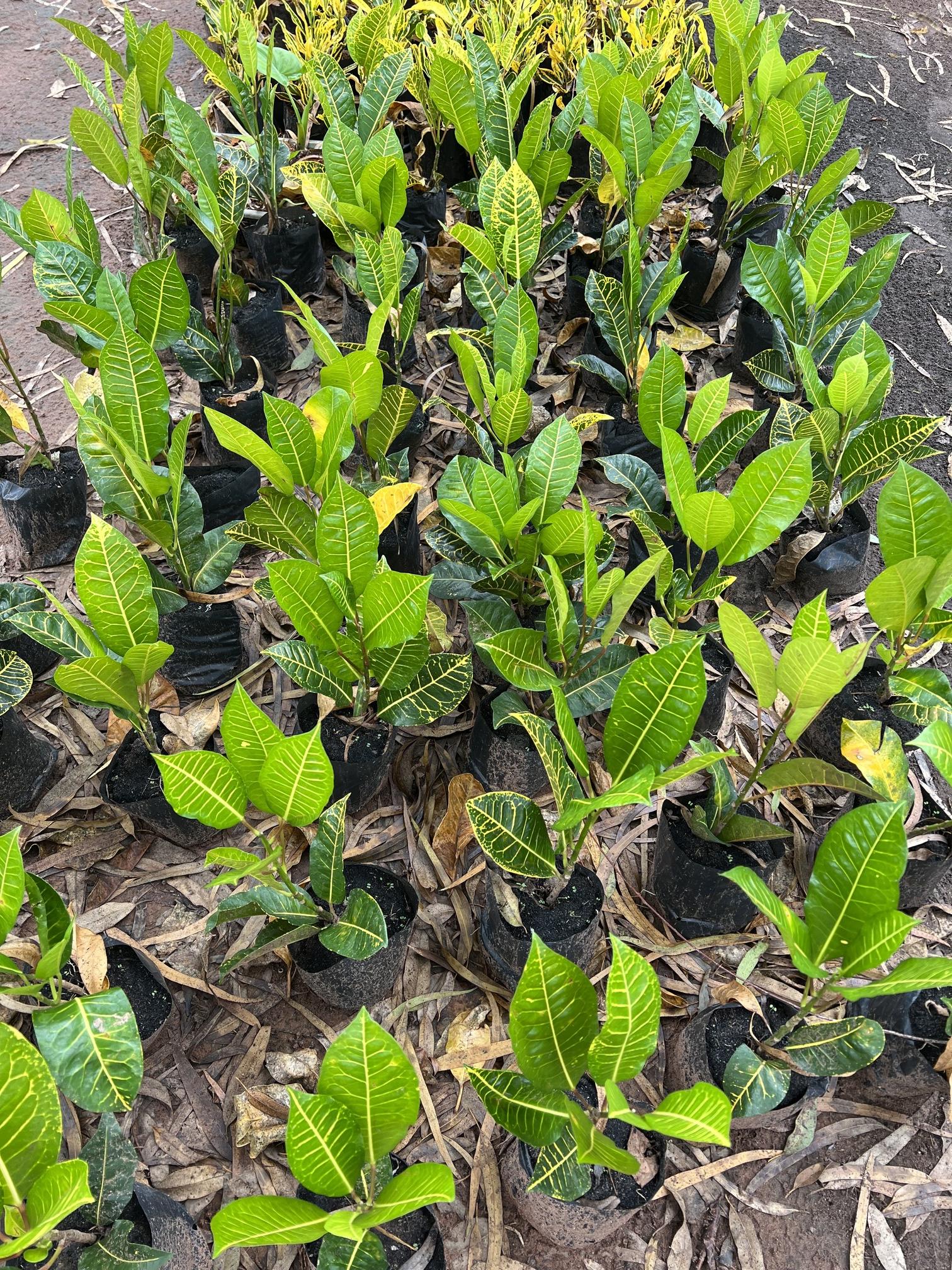 โกสนปลาตะเพียน croton