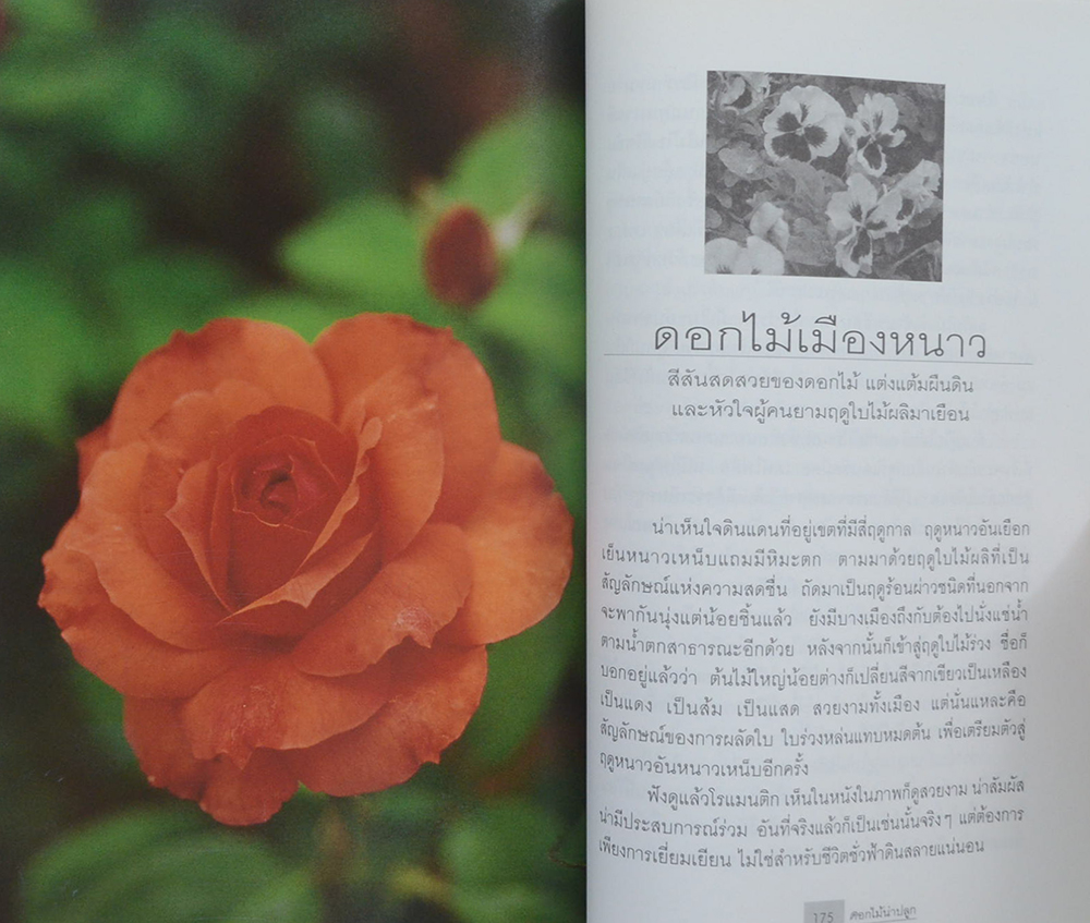 ดอกไม้น่าปลูก