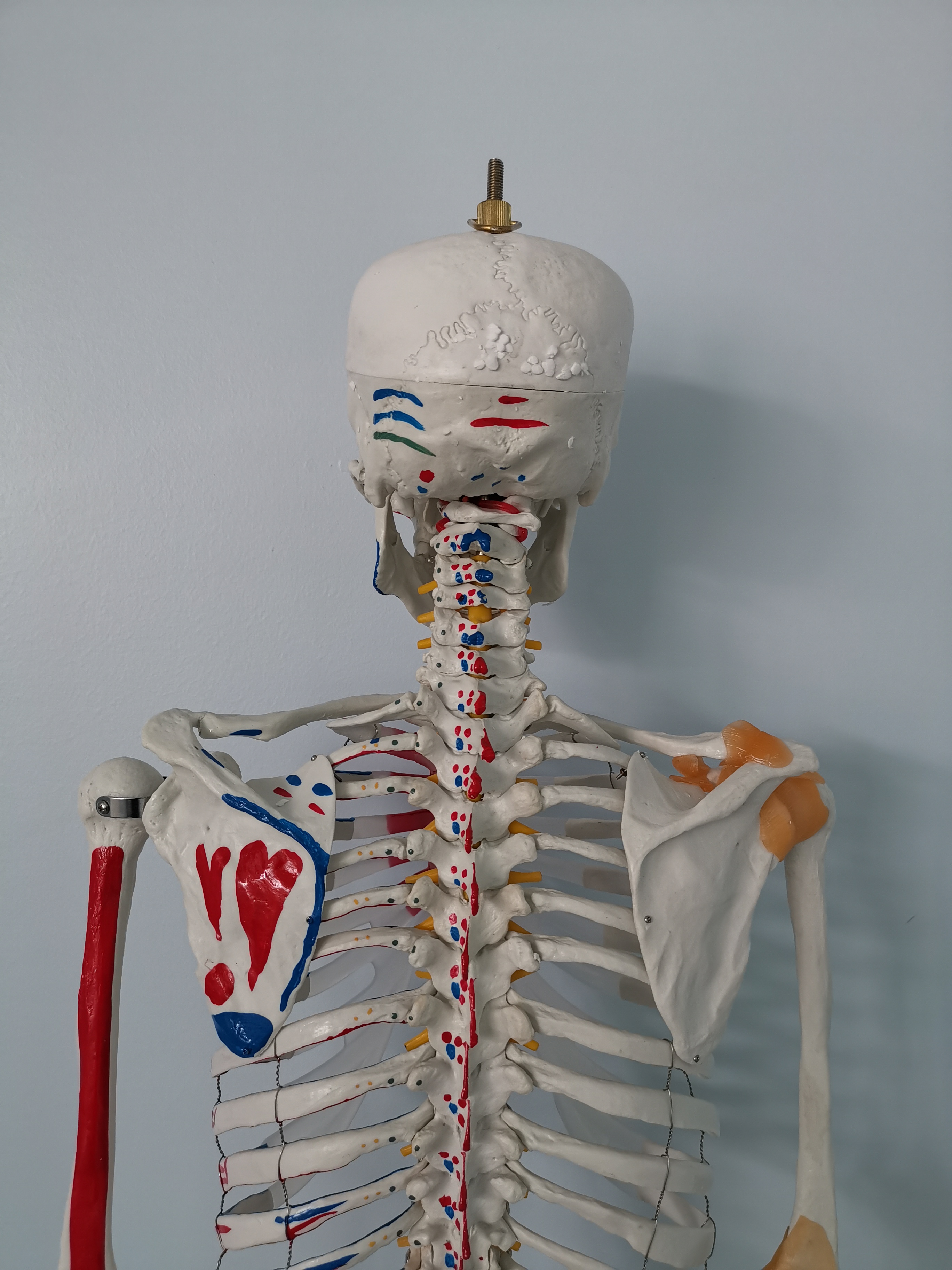 โมเดลโครงกระดูกมนุษย์ ขนาดเท่าของจริง แบบแสดงเอ็นข้อต่อและจุดเกาะกล้ามเนื้อ (รุ่น PVC แข็งแรงพิเศษ)