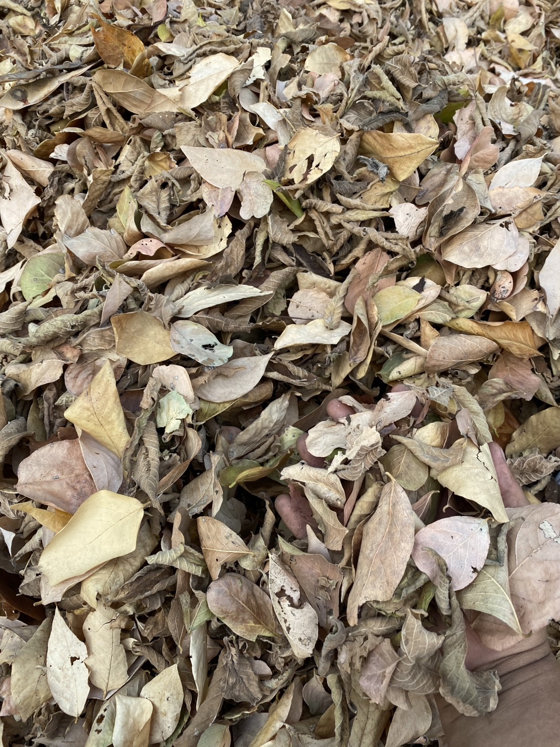 ใบไม้แห้ง ลังเบียร์อัดแน่น ลังละ 20 บาท ทำปุ๋ย คลุมดิน