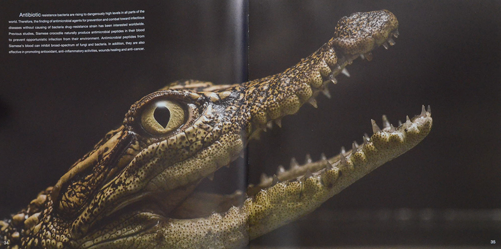 BIODIVERSITY: THE VARIETY OF LIFE
