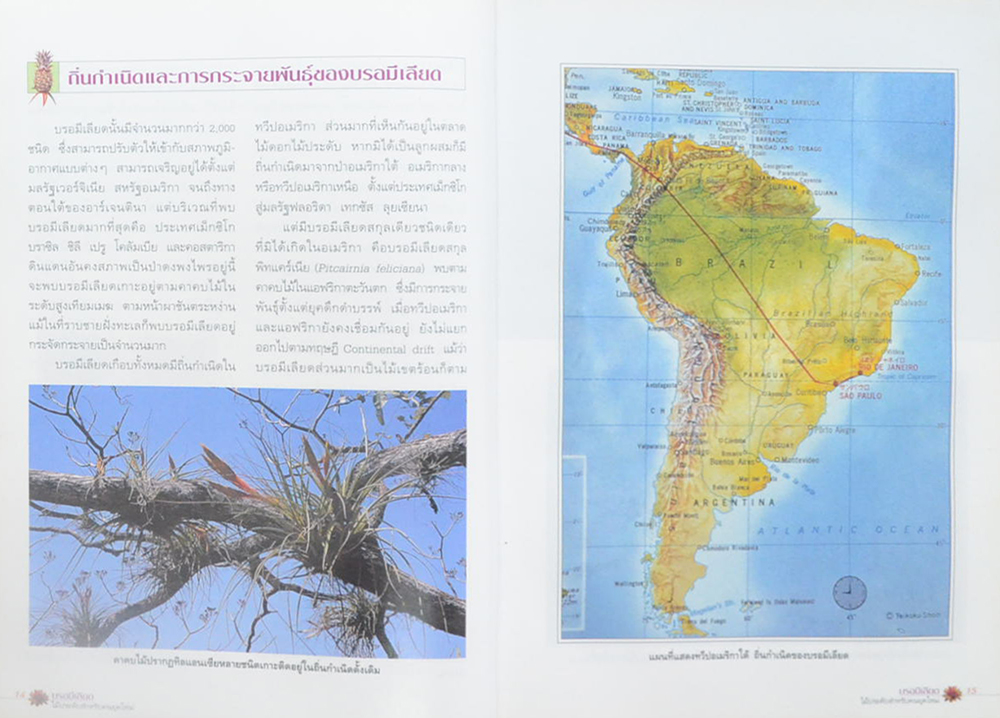 บรอมีเลียด (ขายตามสภาพ)