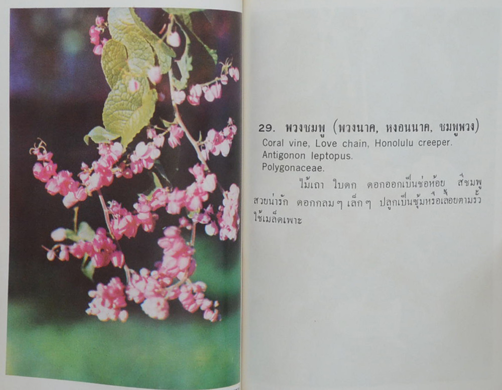 FLOWER NATURE SERIES No. 02