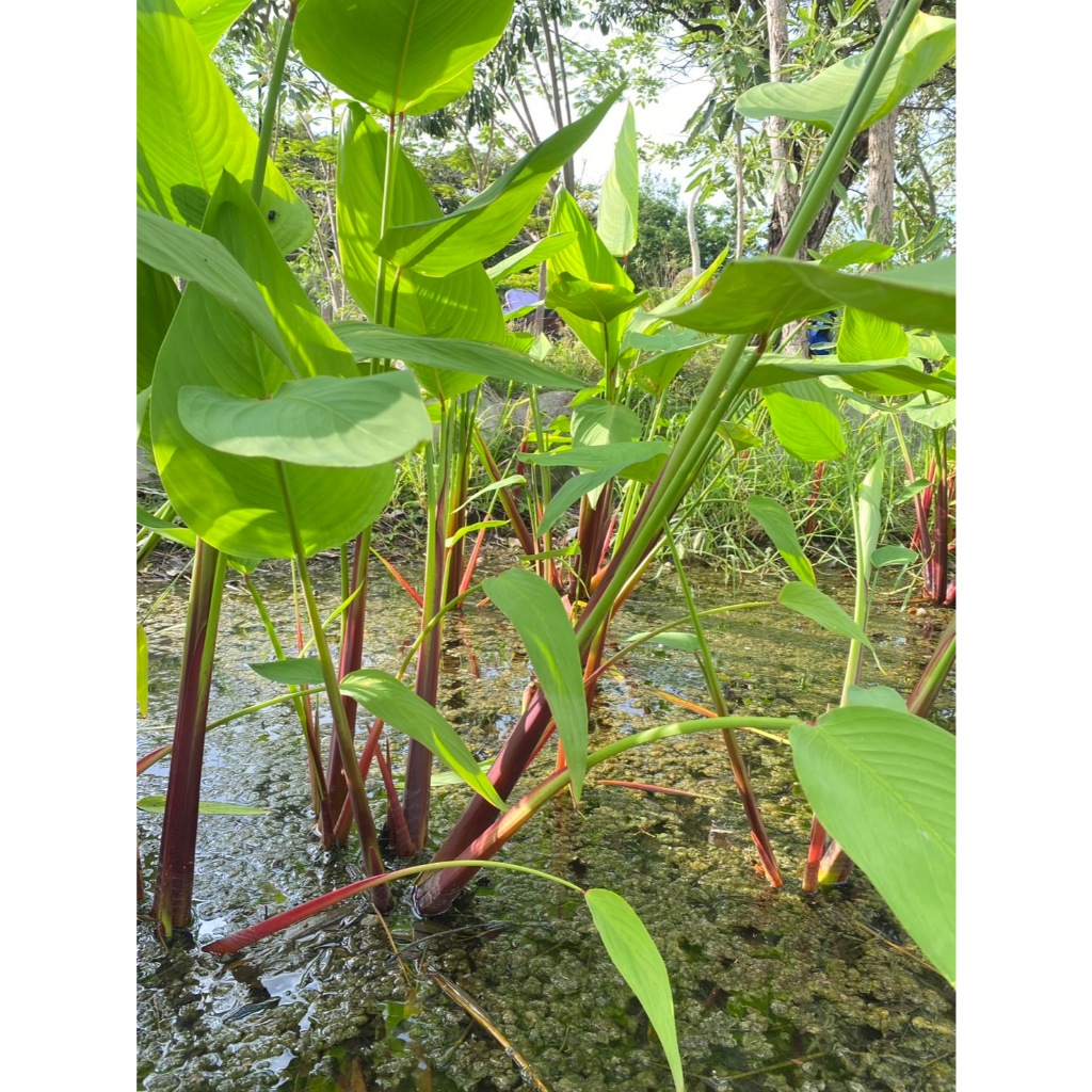 ต้นคล้าน้ำช่อห้อย Alligator Flag ส่งล้างรากตัดใบ (3 ต้นแถม 1 ต้น)
