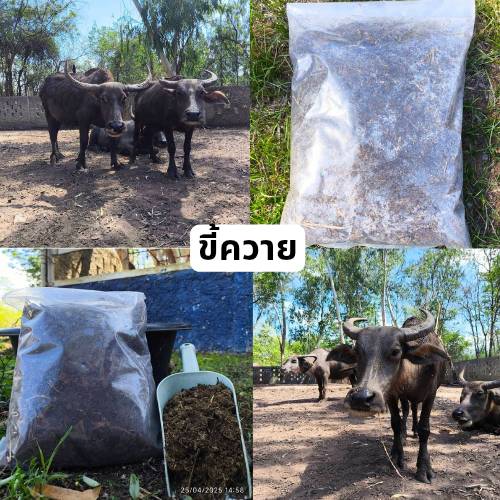 ซื้อ 1 ชุดแถม 1 ชุด ขี้ควายแห้งแท้ 100%