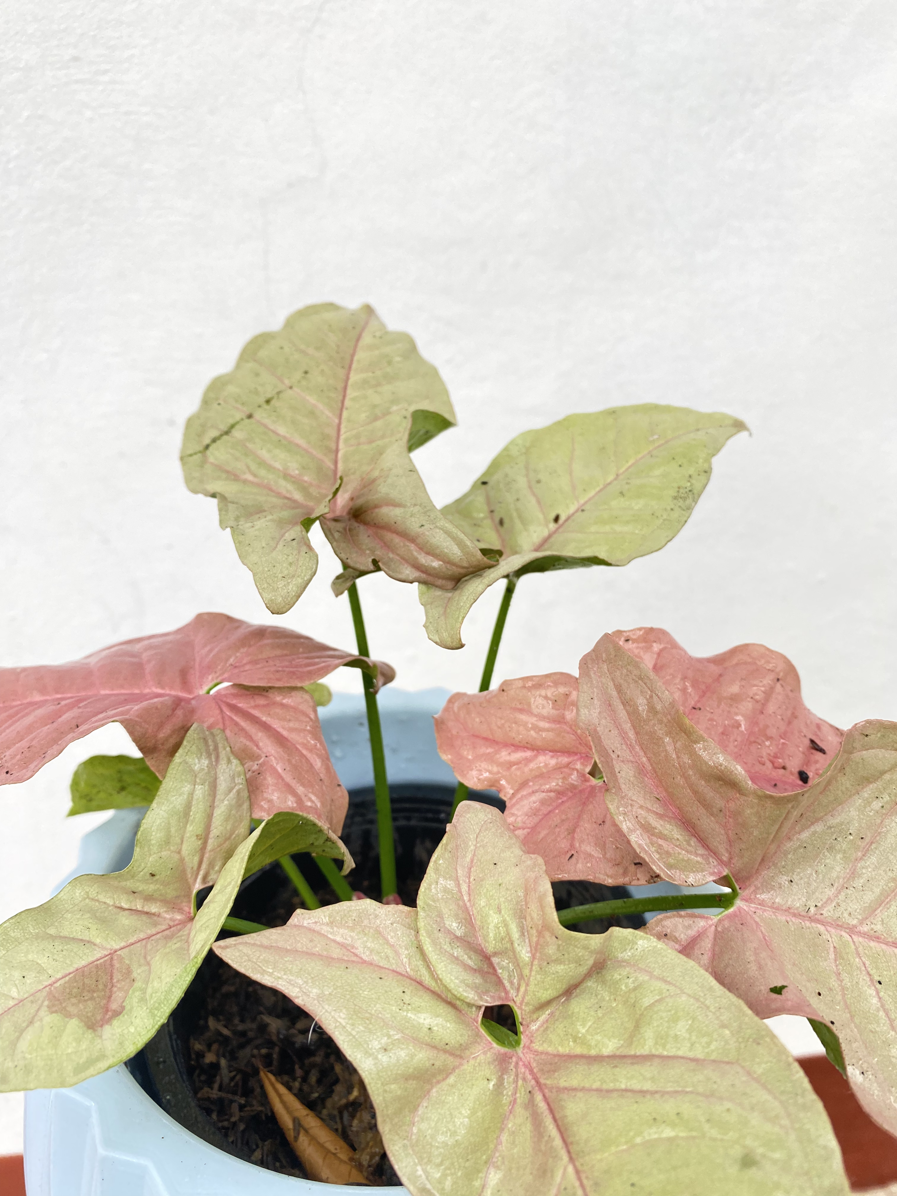 ออมชมพู Pink Syngonium เงินไหลมาสีชมพู