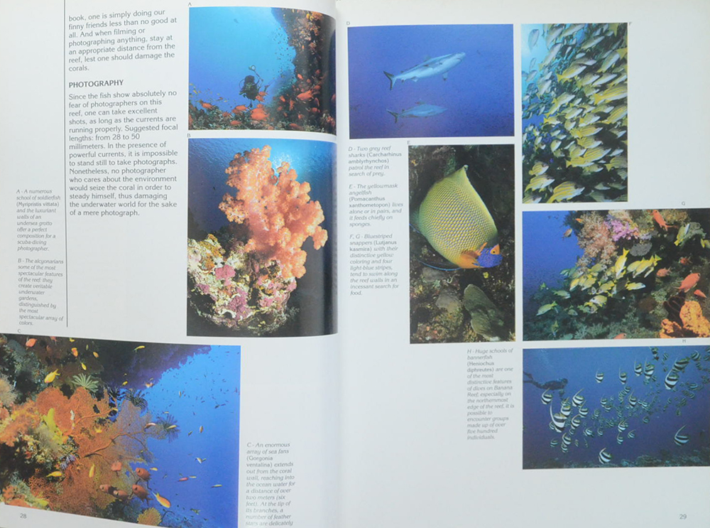 MALDIVES DIVING GUIDE