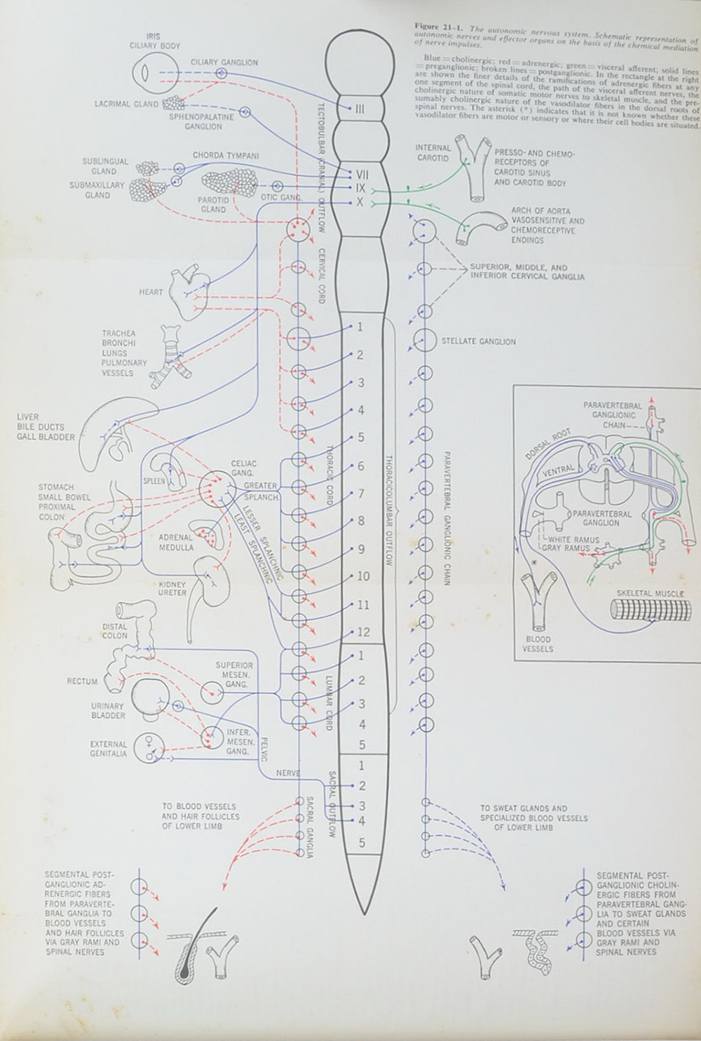 The Pharmacological Basis of Therapeutics