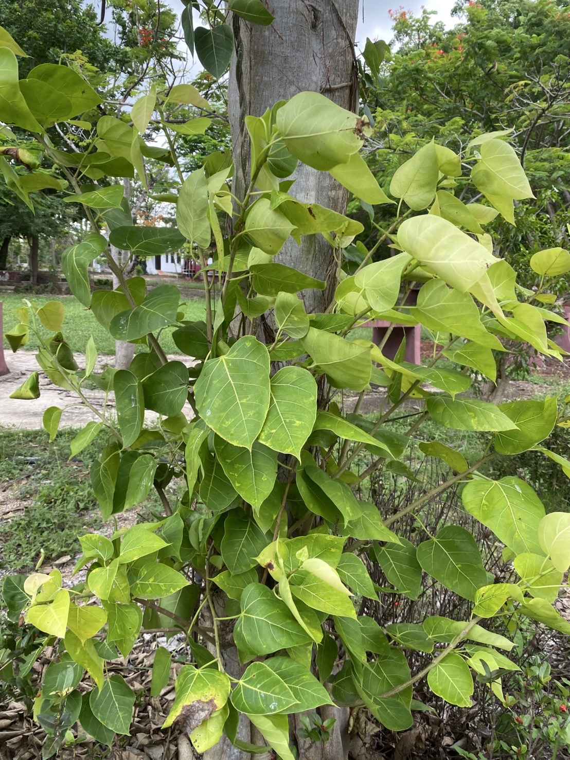ใบโพธิ์ใบสด Ficus religiosa L.