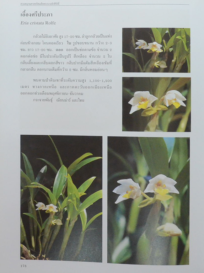 สวนพฤกษศาสตร์สมเด็จพระนางเจ้าสิริกิติ์ เล่ม 6 กล้วยไม้ไทย (ขายตามสภาพ)