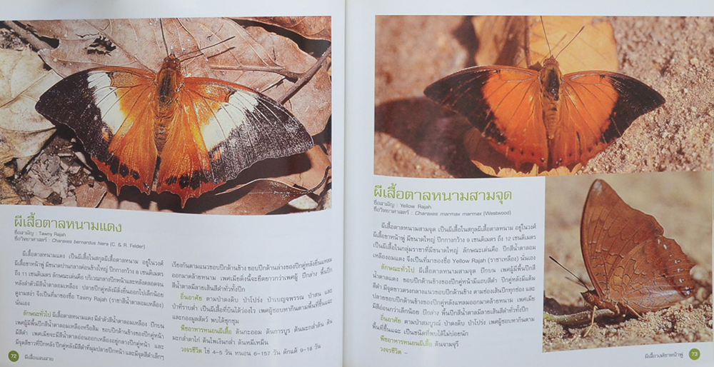 ผีเสื้อแสนสวย