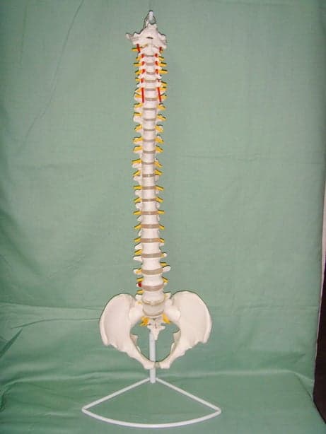 กระดูกสันหลังมนุษย์จำลอง