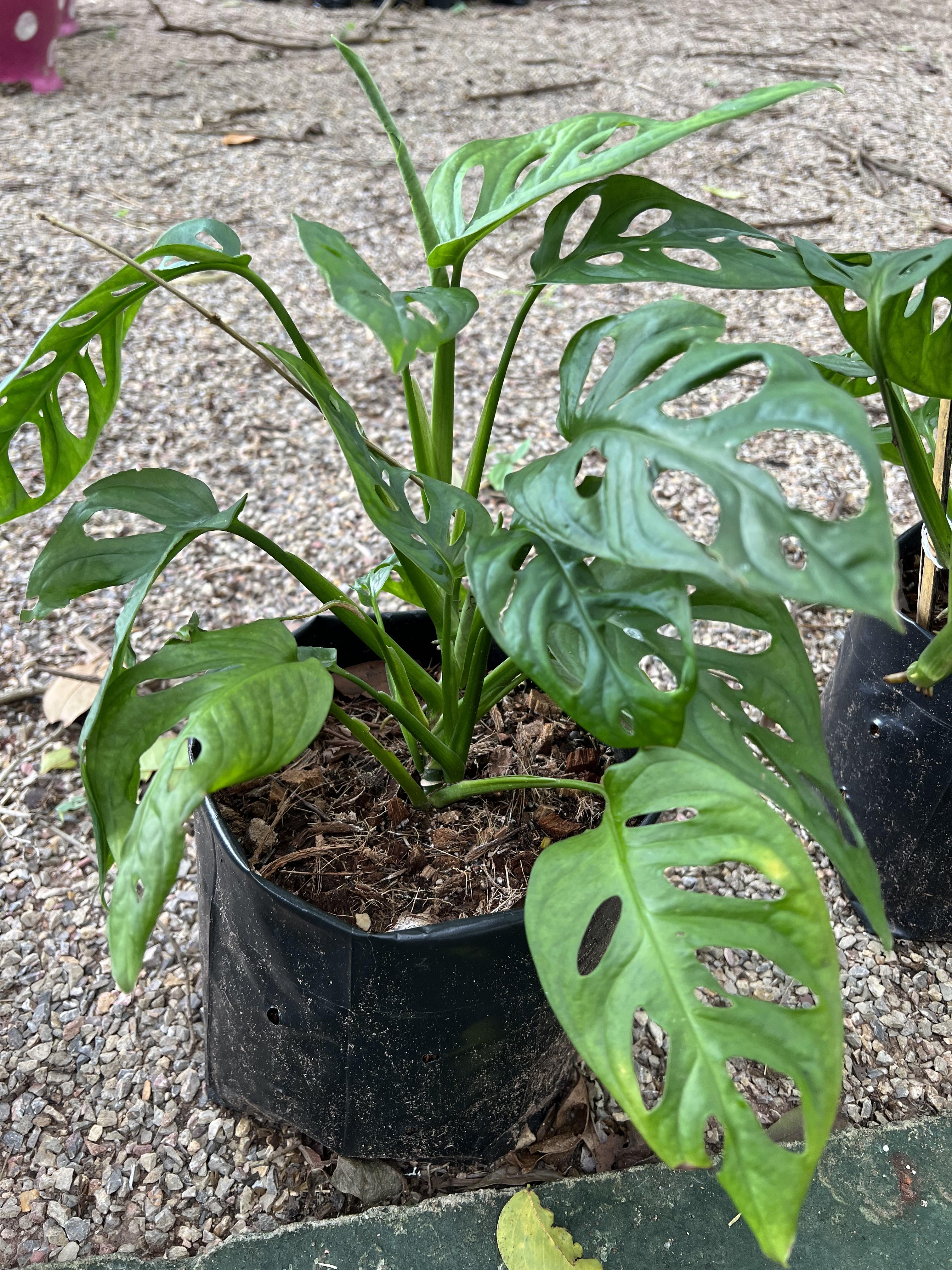 พลูฉลุ Monstera obliqua