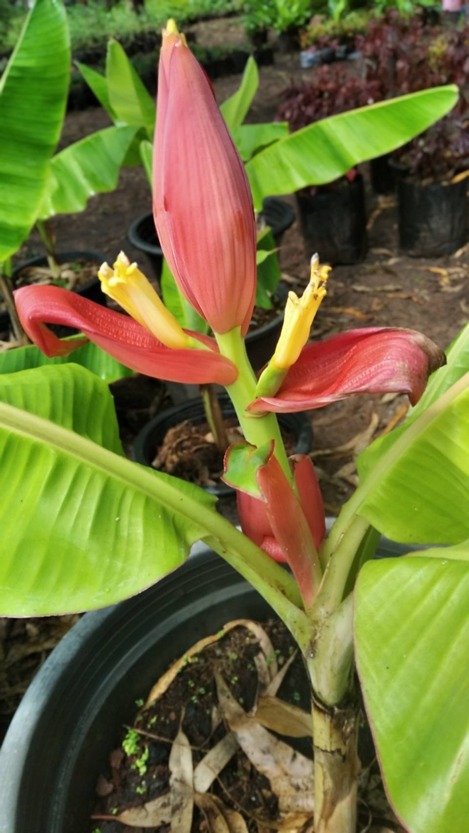 กล้วยแคระ Dwarf Cavendish banana