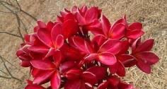 ต้นลีลาวดี หงส์แดง ต้นลั่นทม Plumeria ไม้ดอกยืนต้น