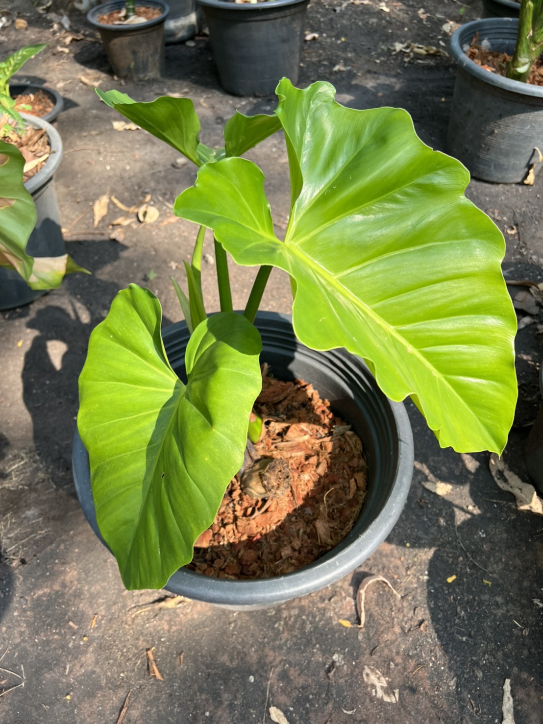 ฟิโลเดนดรอนหูช้าง Giant Philodendron