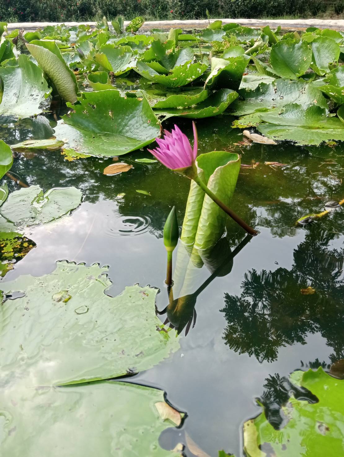 ดินเหนียว ดินปลูกบัว