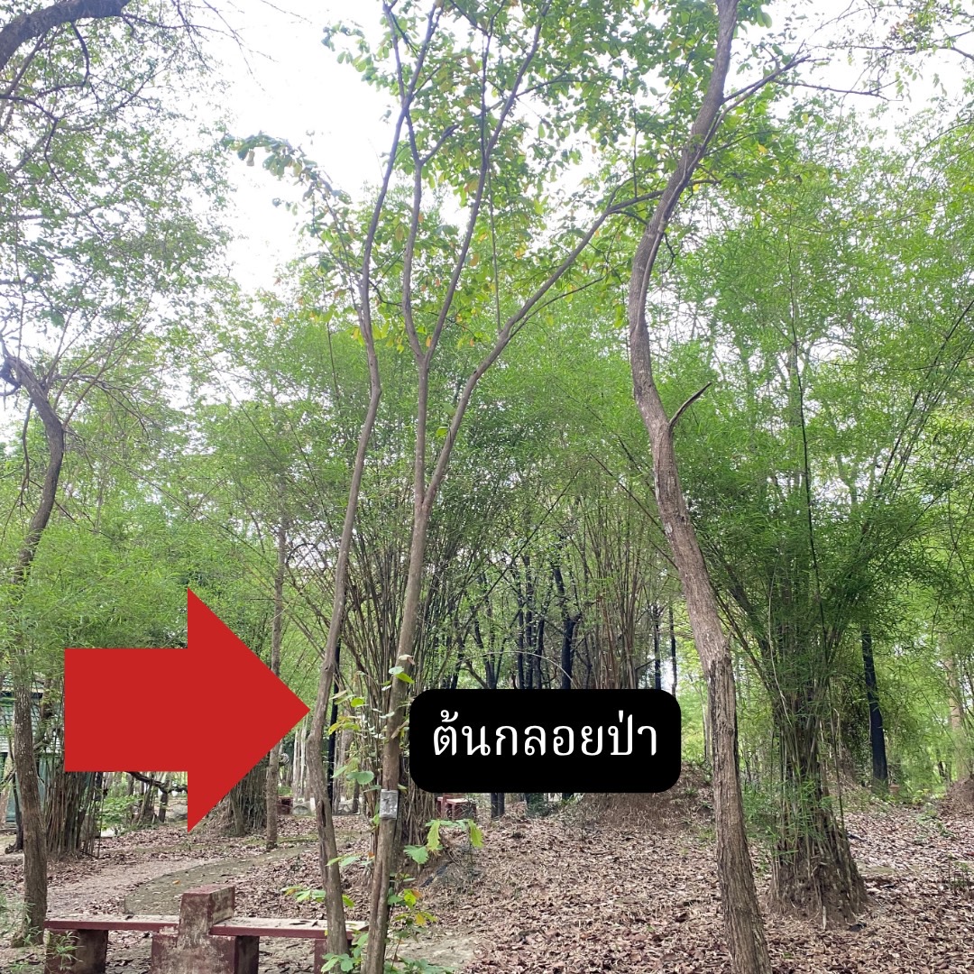 ต้นกลอยป่า Dioscorea hispida Dennst
