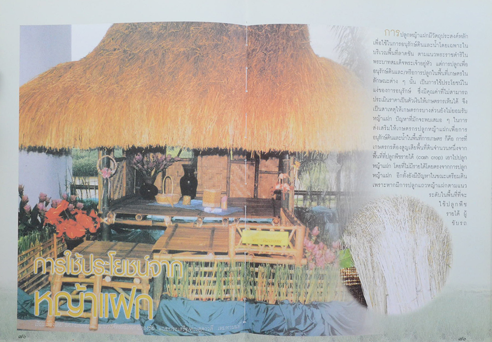 หญ้าแฝก (ขายตามสภาพ)