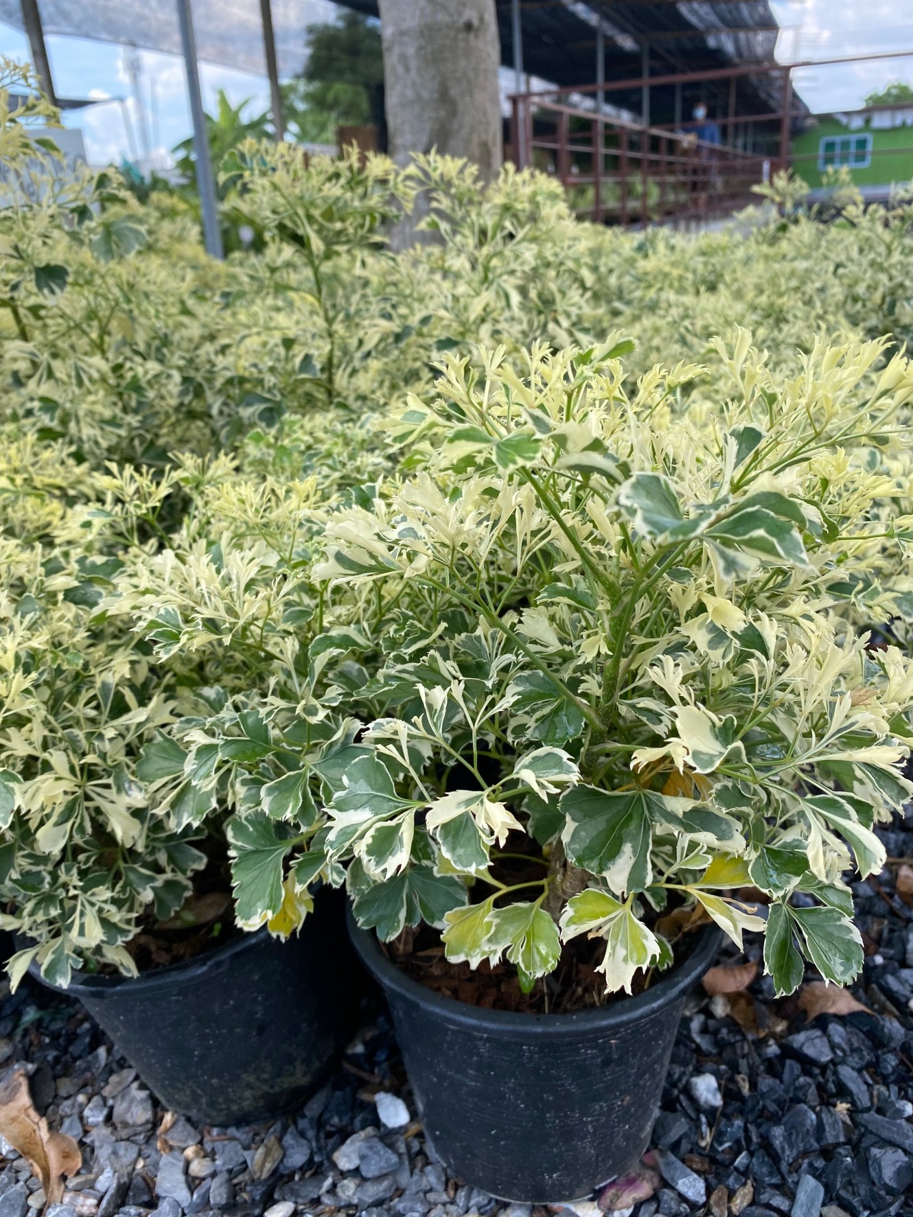 เล็บครุฑด่าง Ming Aralia