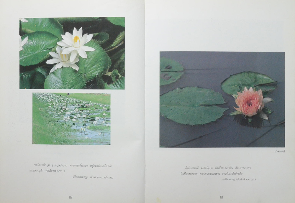 บัว ราชินีแห่งไม้น้ำ (ขายตามสภาพ)