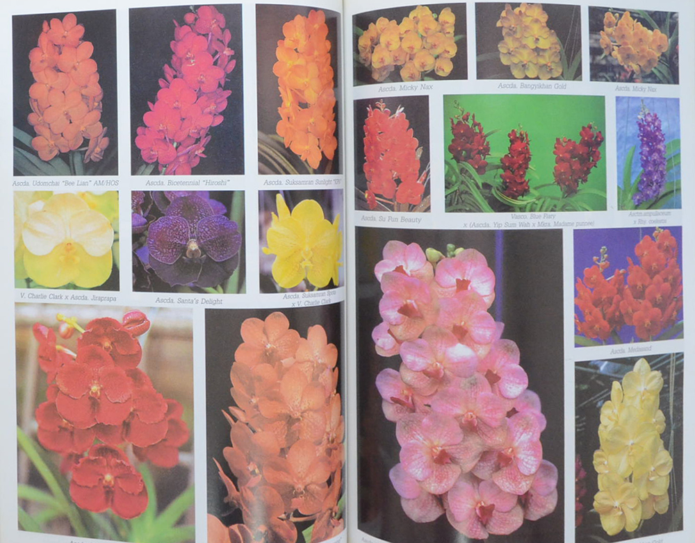 ความสุข ฉบับ กล้วยไม้ไทย