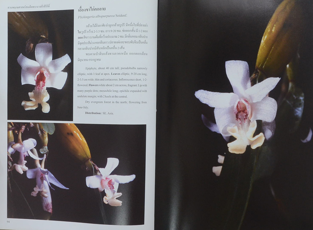 สวนพฤกษศาสตร์สมเด็จพระนางเจ้าสิริกิติ์ กล้วยไม้ไทย 2 (ไทย-อังกฤษ)