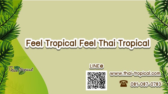 Thaitropical