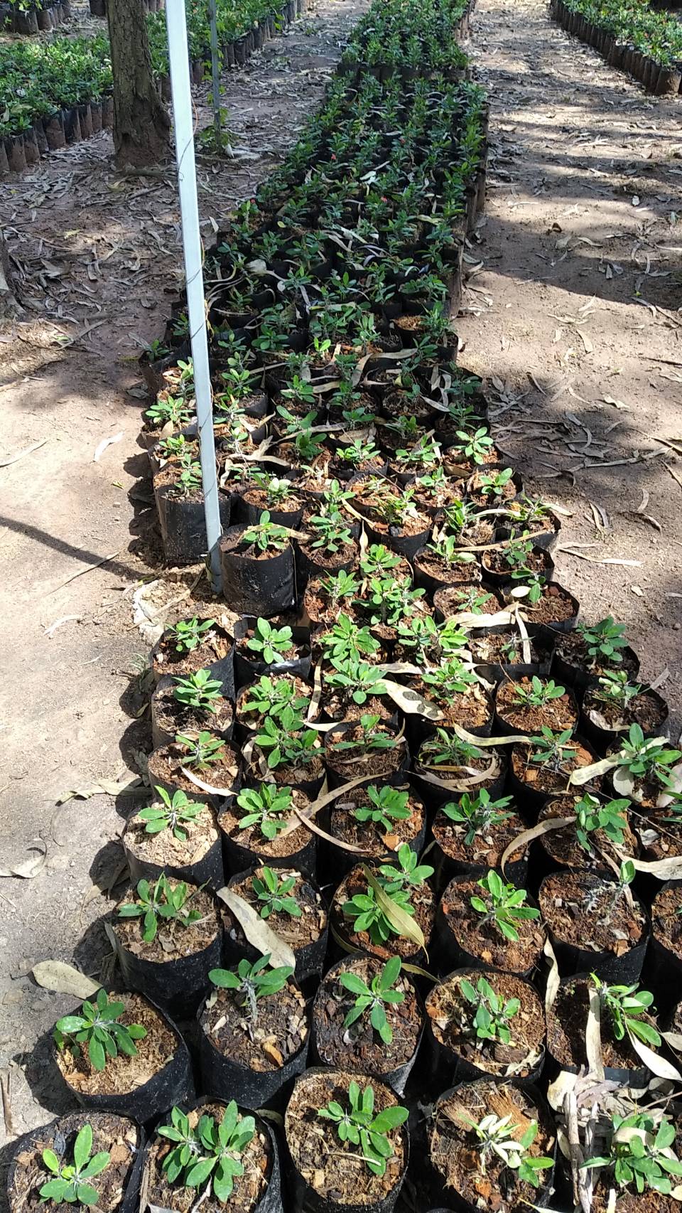 โป๊ยเซียน Crown of thorns ไม้มงคล